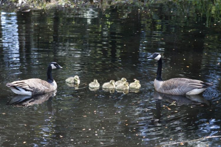 A55rKKGhUferLCjIPYwh7KfROL3frxOVkh7458BLapk