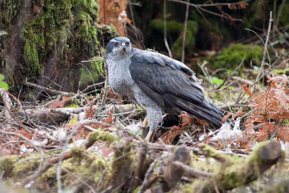 JUcaG0SIscS4Uq2MuK04lmspAdDE6oieUijF7OJHzHs