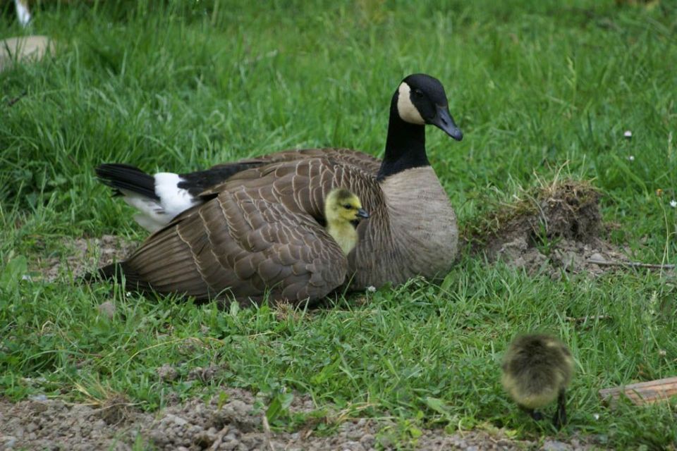 Ldex_zWUGuRkyOHh0OAOgRWj1MZX9GmoIAKvGpaHd_M