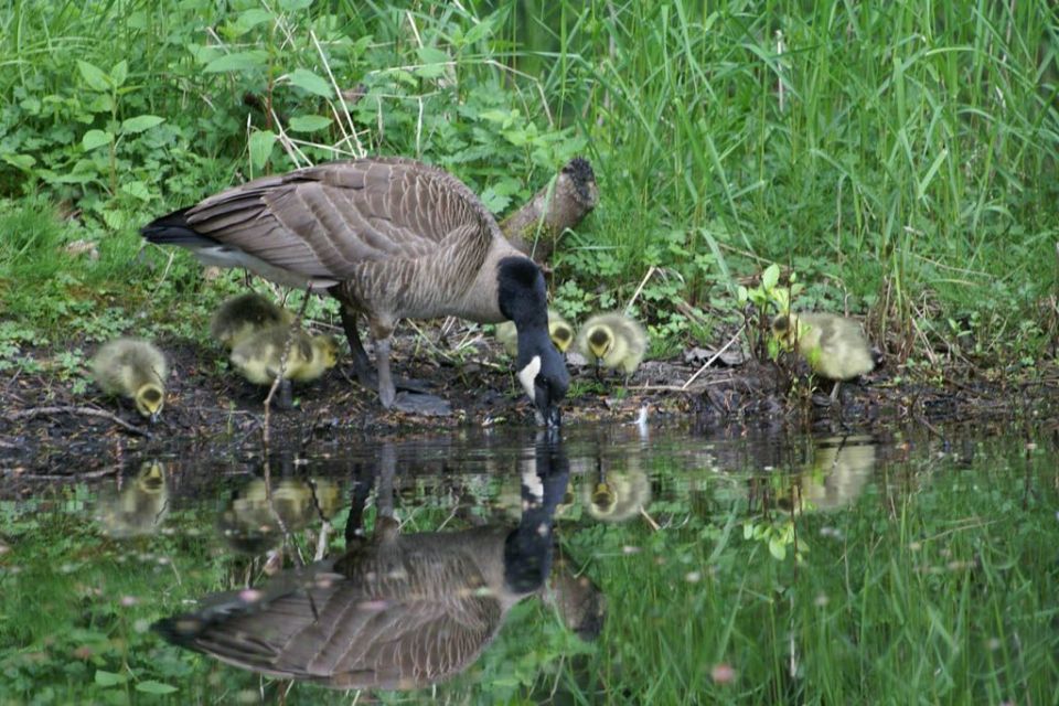 z3PHeU7skjOQl4Cj-3lnOI4TKCjIUiciI1RVWWmEtH8